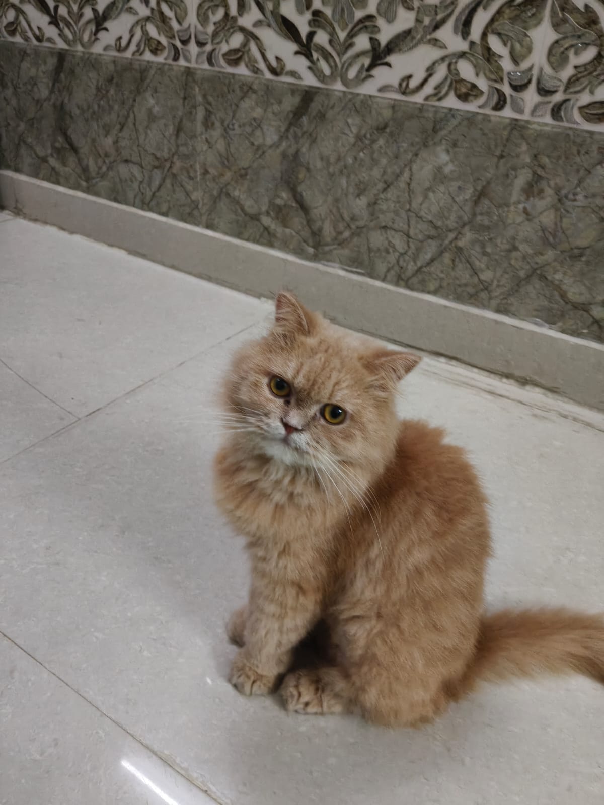 Caramel, a brown Persian kitten sitting on a tiled floor in Malviya Nagar, Delhi