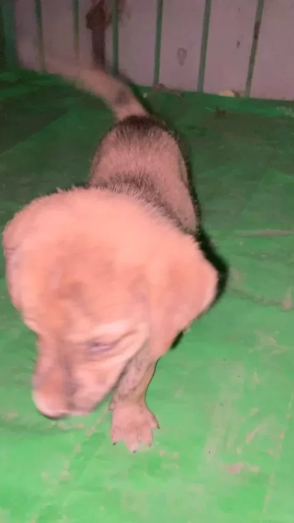 Cute puppies for adoption 1.5 month old Healthy and vaccinated (Delhi NCR ) - puppy in Delhi NCR