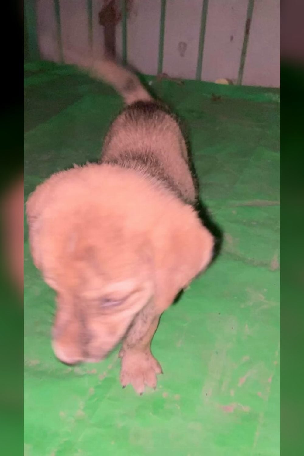 Vaccinated Six-Week-Old Puppies Need a Home — Delhi NCR