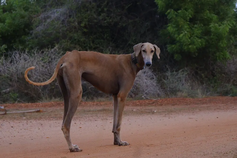 Lean fawn-and-white Chippiparai sighthound standing alert on a dirt road in Tamil Nadu, showing the breed’s narrow head and long legs