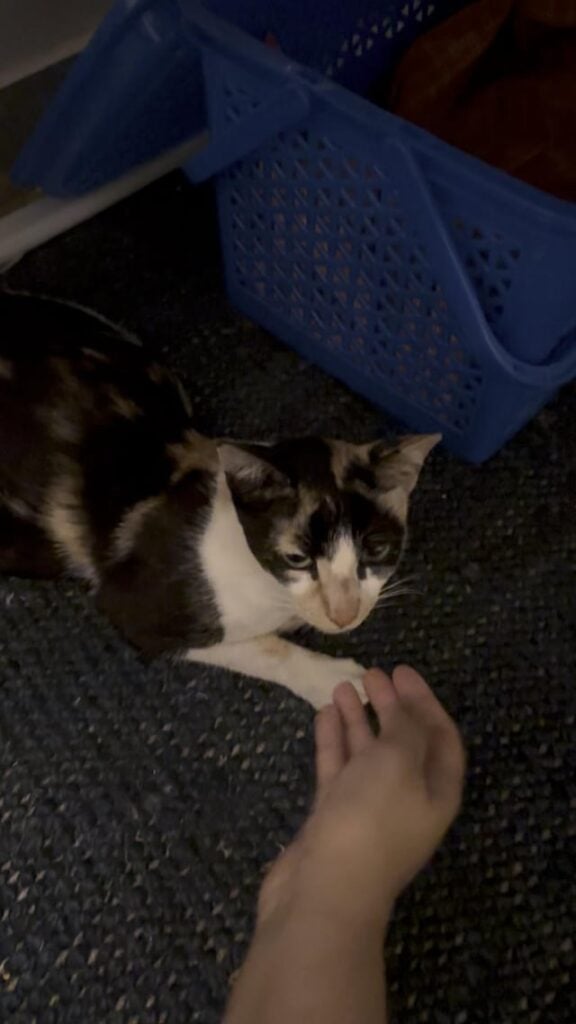 Black and white community cat lying indoors beside a blue crate in JP Nagar, Bengaluru