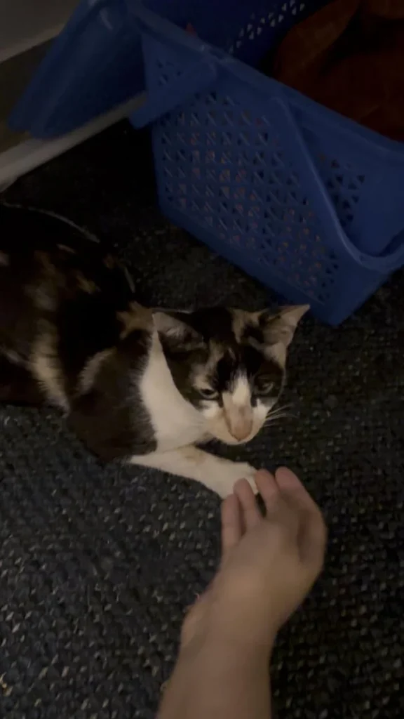 Black and white community cat lying indoors beside a blue crate in JP Nagar, Bengaluru