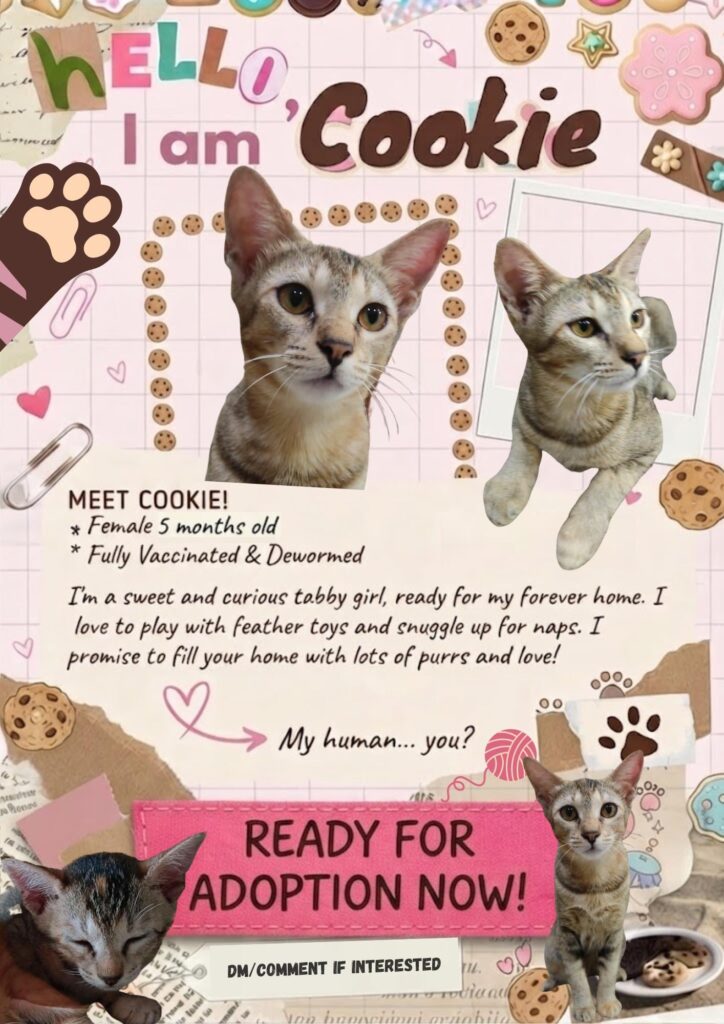 Adoption poster for Cookie, a five-month-old brown tabby kitten, made as a scrapbook collage of four photographs of her with handwritten captions