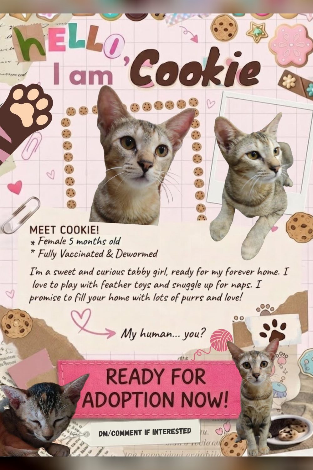 Cookie and Bootsie, two five-month-old tabby girls who would rather go together