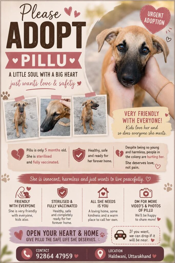 5-month-old indie puppy Pillu, up for adoption in Haldwani