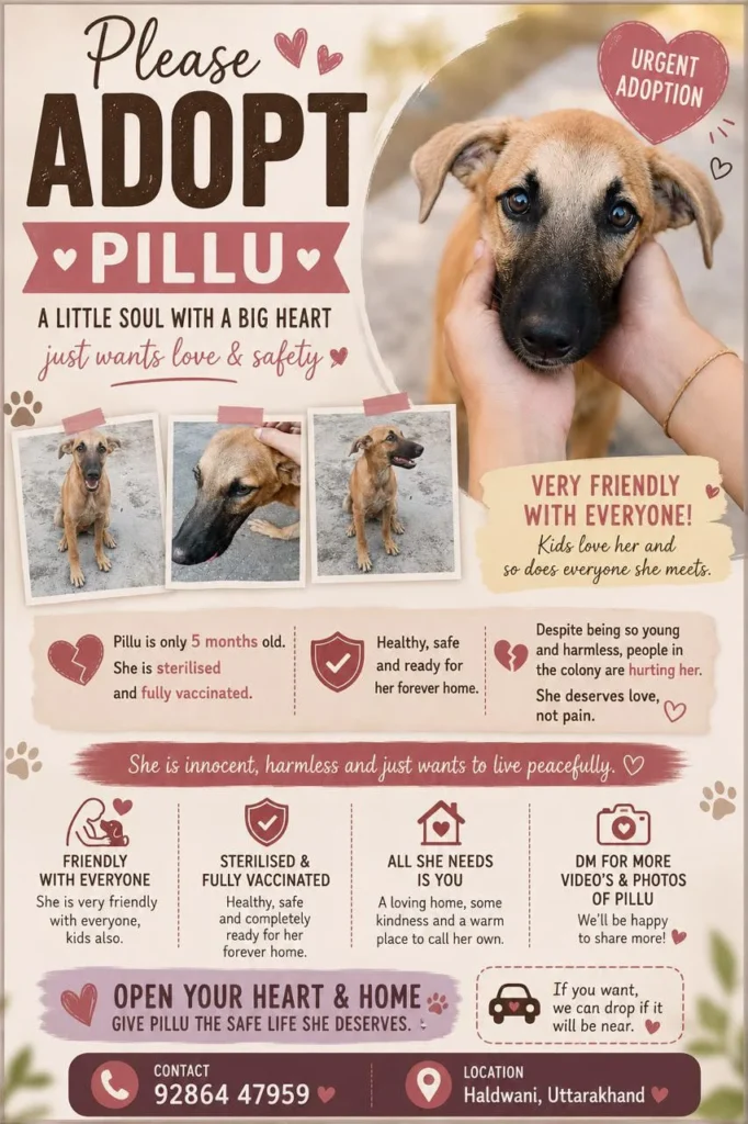 5-month-old indie puppy Pillu, up for adoption in Haldwani