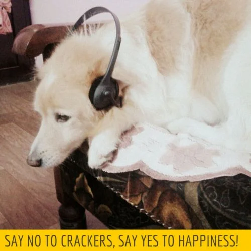 A dog asks people to cut the noise this Diwali