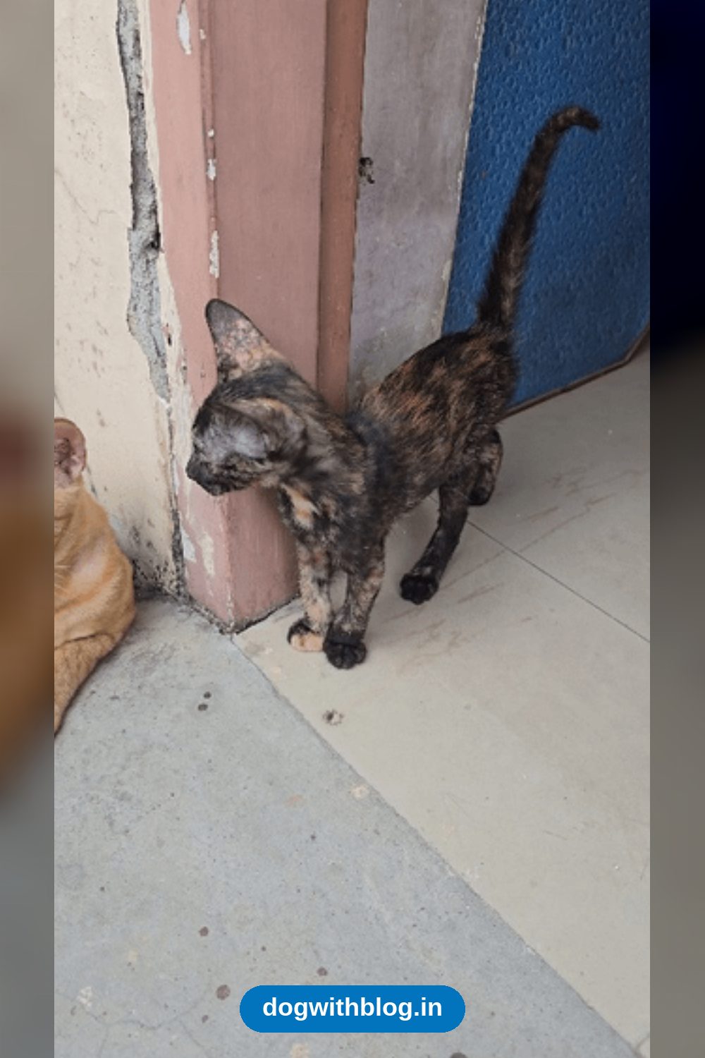 Two Vaccinated, Litter-Trained Kittens Need a Home — Varanasi