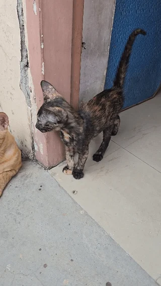 A tortoiseshell kitten stands tail-up by a doorway, with her ginger littermate visible just behind her, in Varanasi.