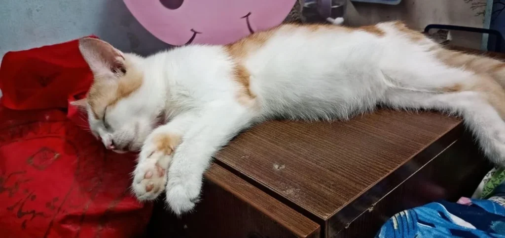 5-month-old Persian–Indie mix female kitten up for adoption - kitten in Delhi NCR