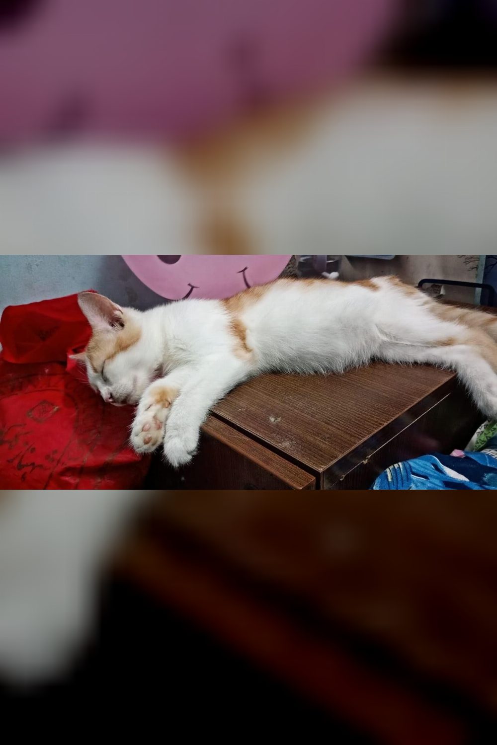 5-Month-Old Persian-Indie Kitten Looking for Her Forever Family — Delhi NCR