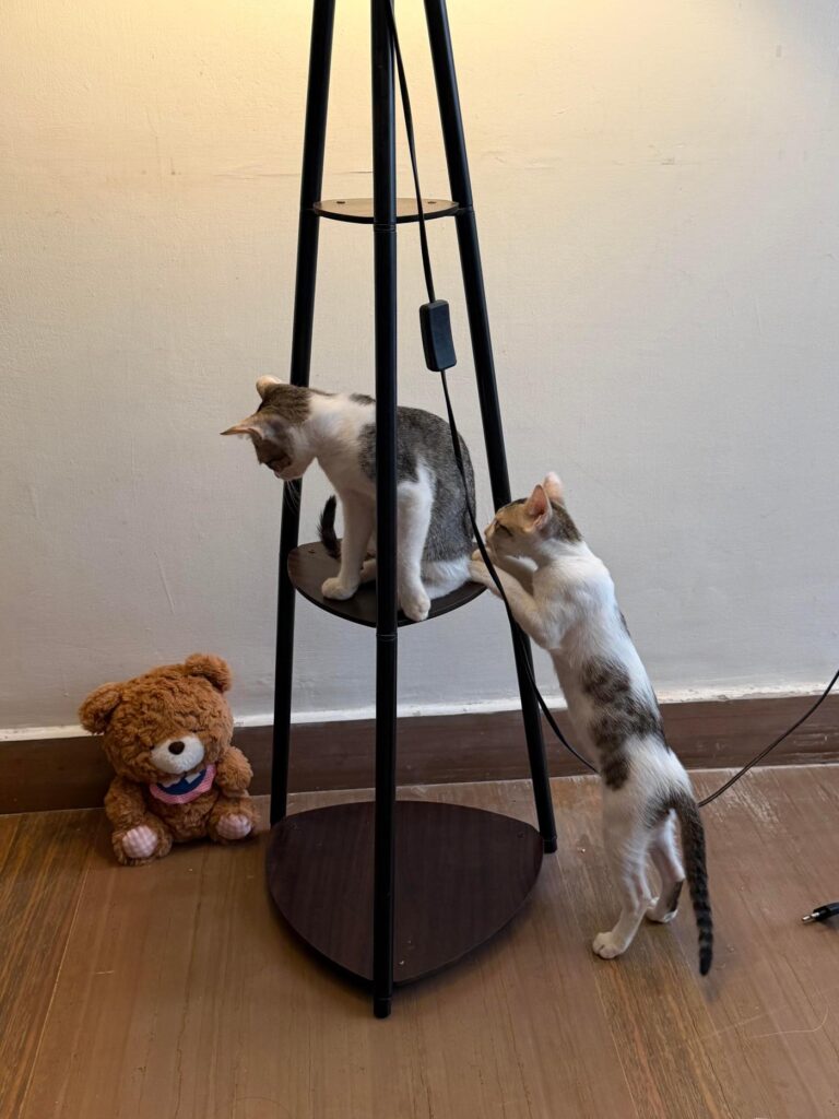Looking for a permanent home for two sweet kittens Utu and Inanna in Delhi - kitten for adoption in Delhi NCR