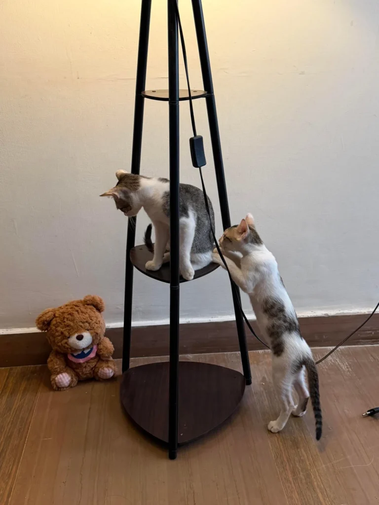 Looking for a permanent home for two sweet kittens Utu and Inanna in Delhi - kitten for adoption in Delhi NCR
