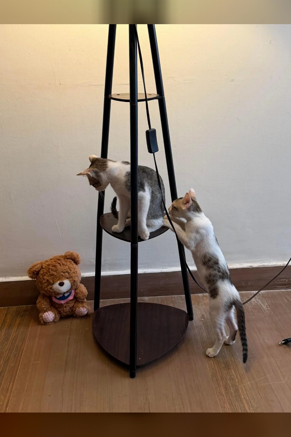 Utu and Inanna Are Bonded Kitten Littermates Looking for a Home — Delhi NCR