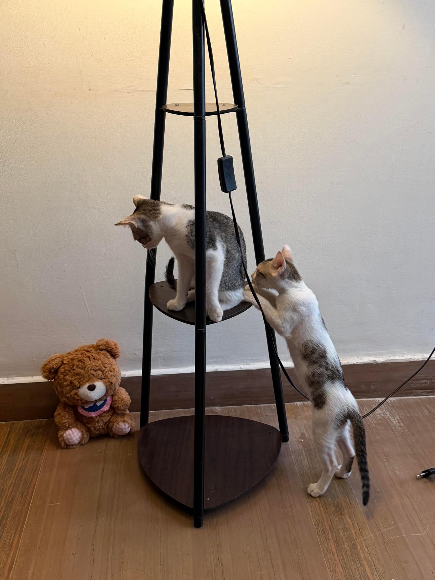 Utu and Inanna Are Bonded Kitten Littermates Looking for a Home — Delhi NCR
