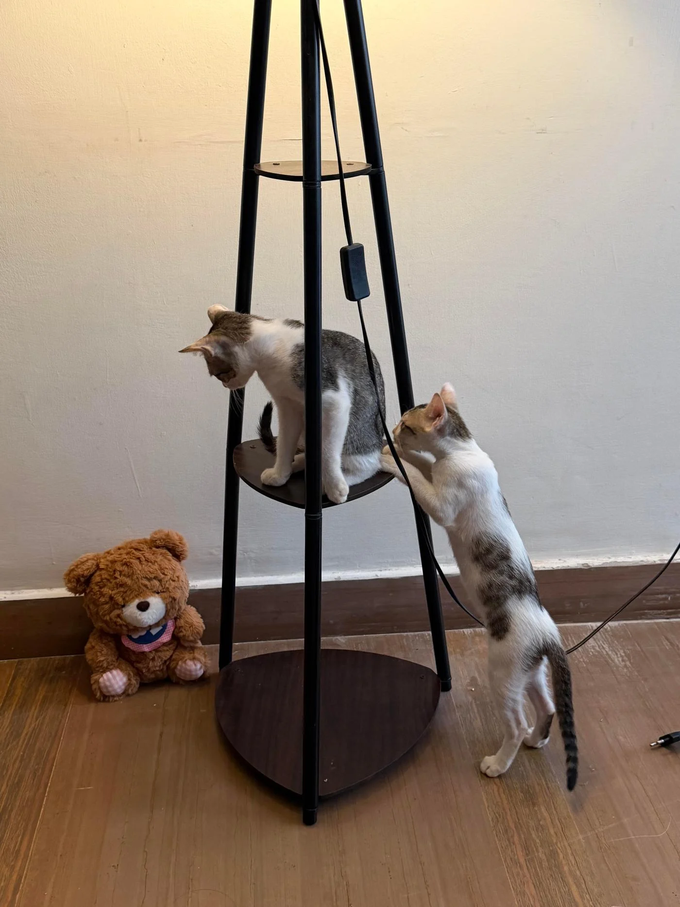 Utu and Inanna Are Bonded Kitten Littermates Looking for a Home in Delhi NCR
