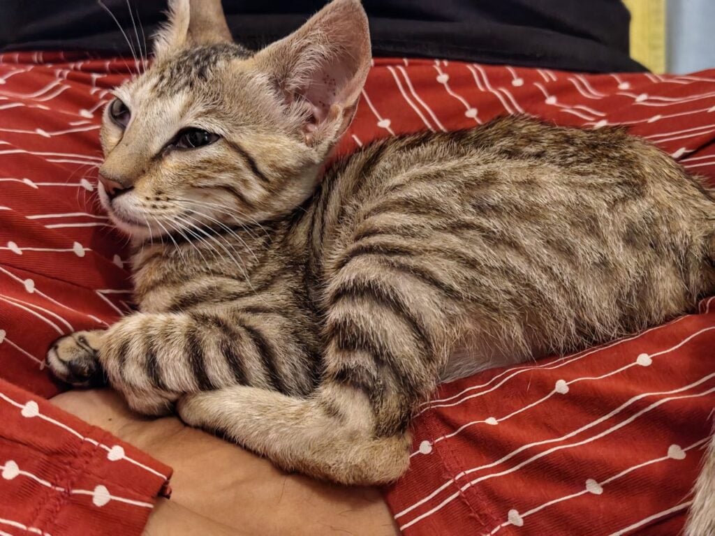 Willow (2.5 months old, grey, female kitten) looking for a forever home in Ba... - kitten for adoption in Bengaluru