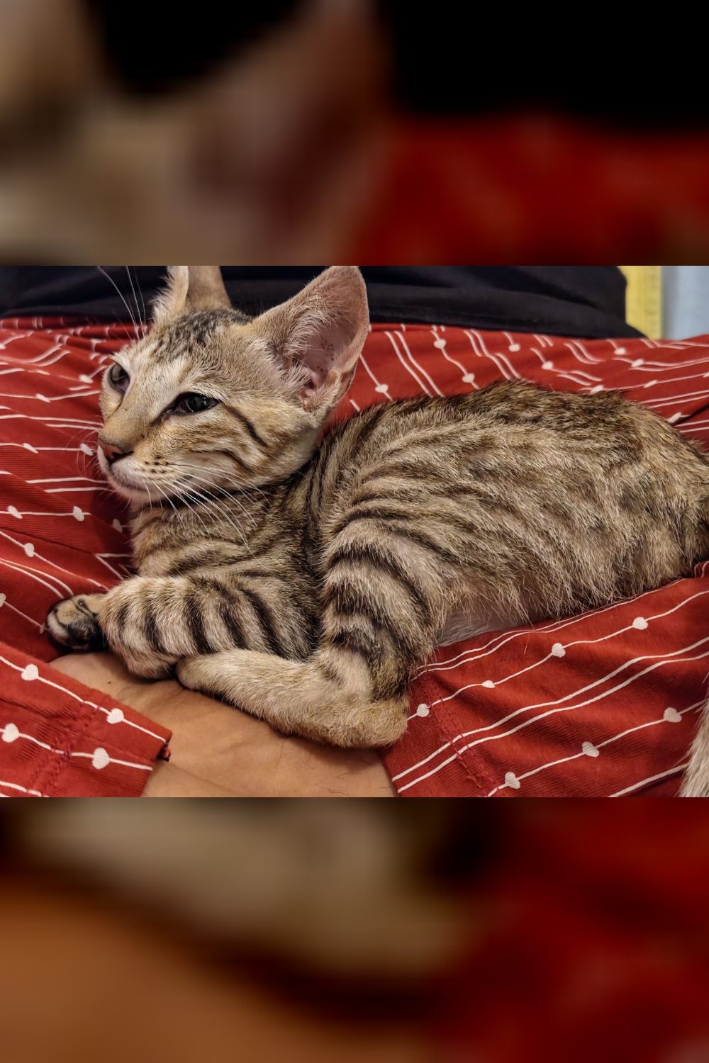 Willow let herself in through the back door and stayed — Bengaluru