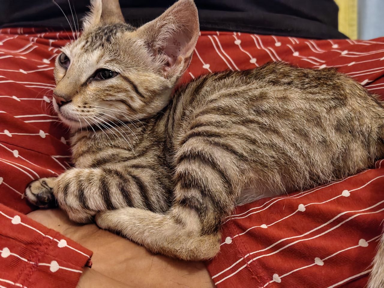 Willow let herself in through the back door and stayed — Bengaluru