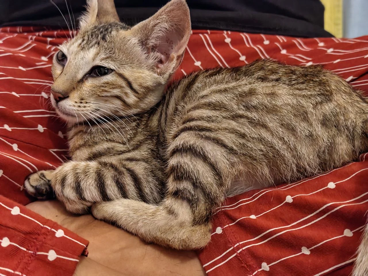 Willow let herself in through the back door and stayed in Bengaluru