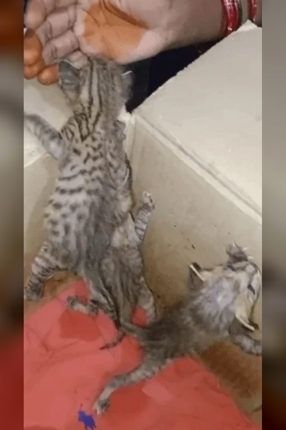 Litter of Orphaned Kittens, Including a Ginger, for Adoption — Phagwara