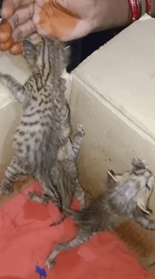 Litter of five kittens for adoption in Phagwara, Punjab