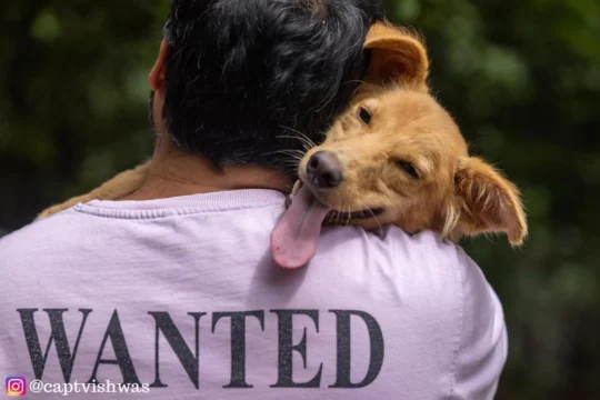 Virat, a Seven-Month-Old Indie Rescue Dog, Is Looking for a Home, adoptable dog in Pune