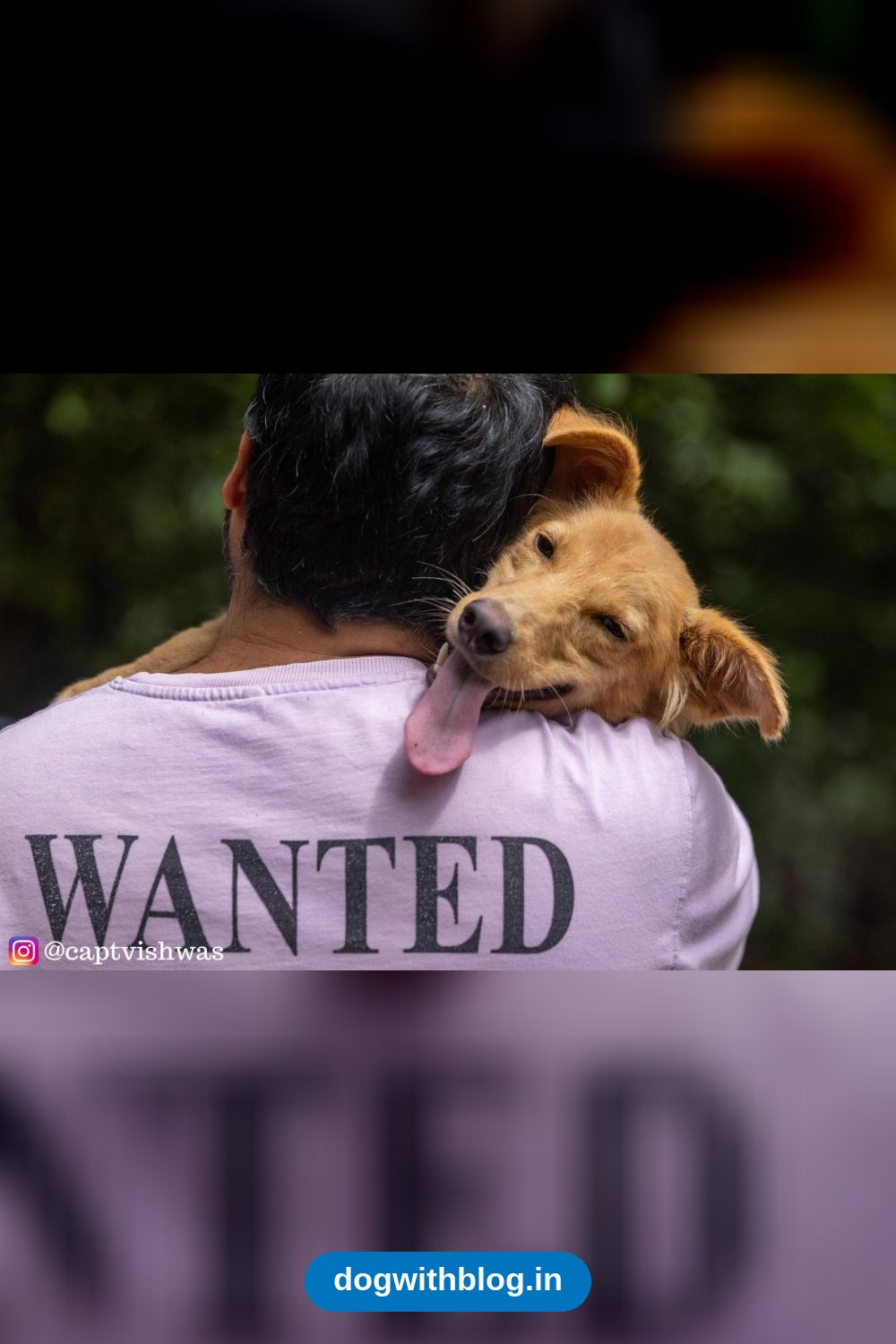 Virat, a Seven-Month-Old Indie Rescue Dog, Is Looking for a Home — Pune