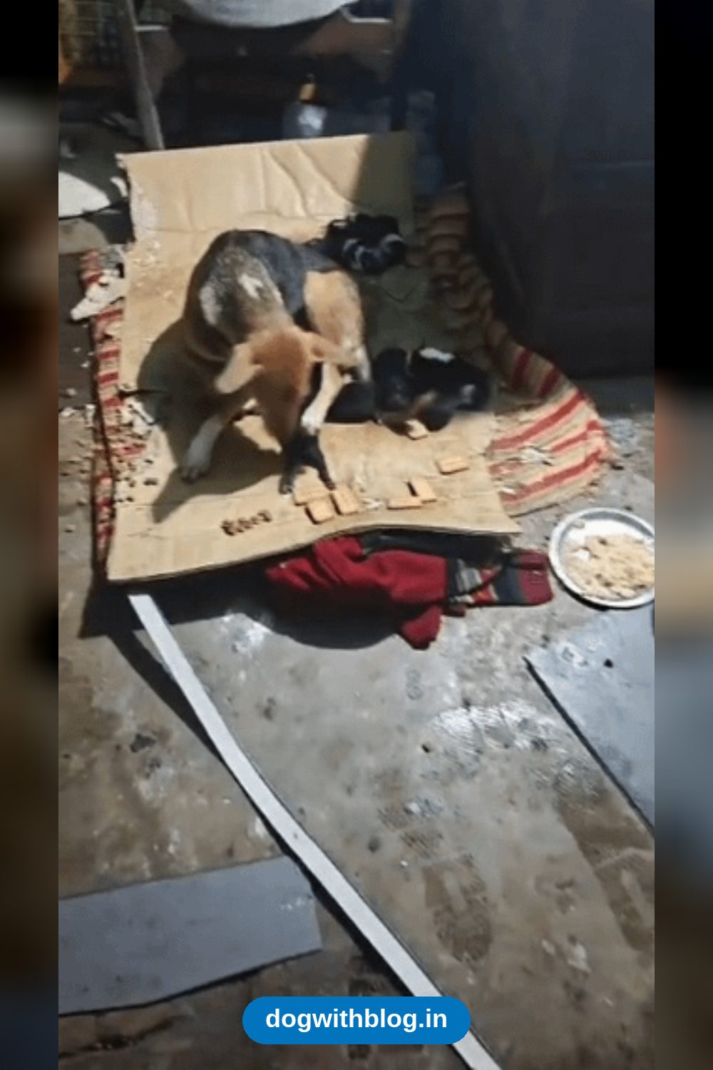 A Litter of Week-Old Indie Puppies Will Need Homes Soon — Ranchi