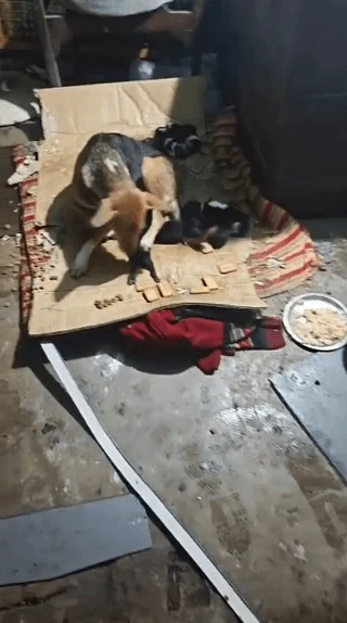 A litter of week-old Indie puppies with their mother in Ranchi