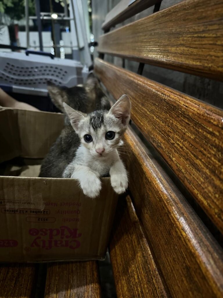 Kitten found abandoned in a box, up for adoption in Mumbai