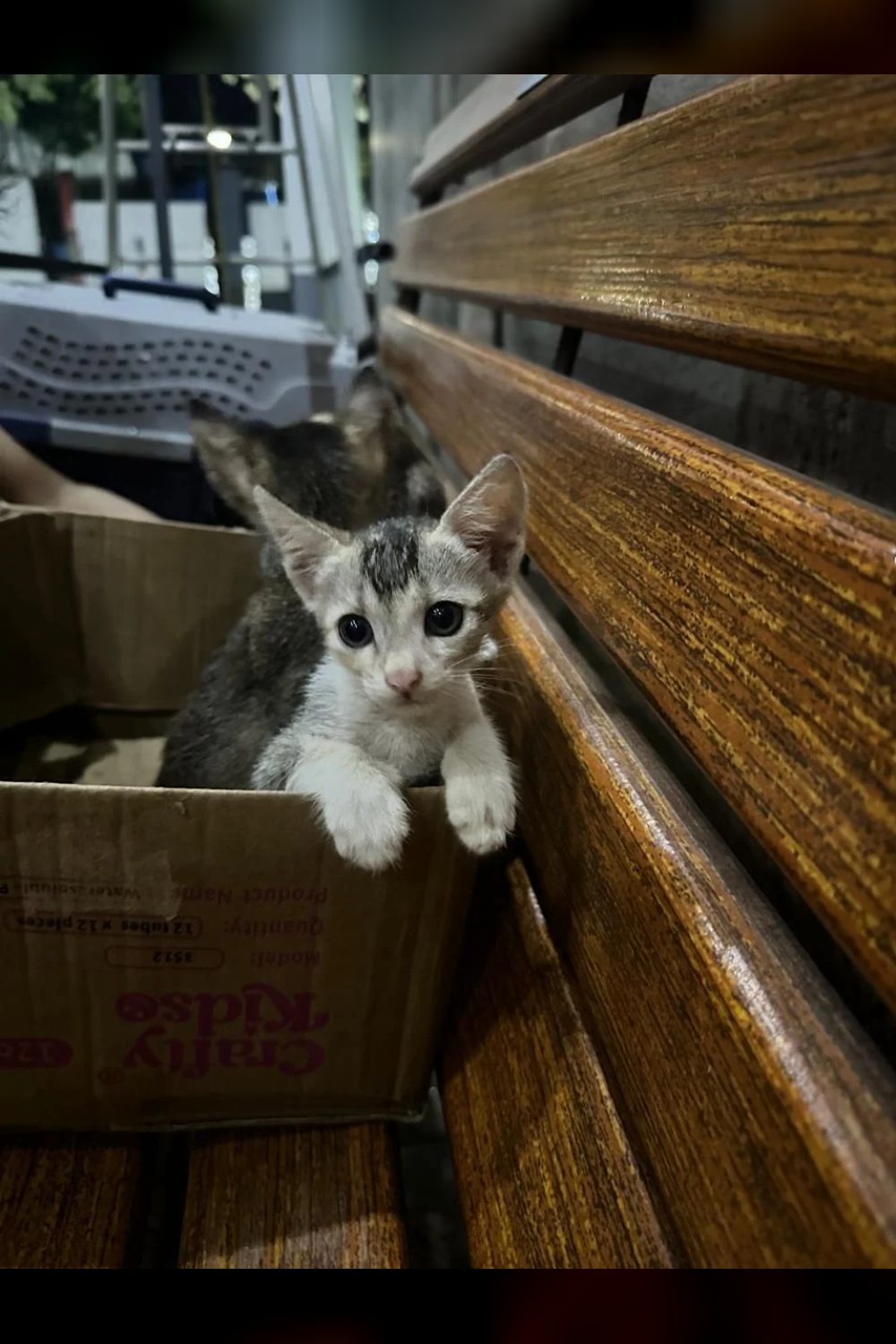 Kittens abandoned in a box on a rainy night need fosters — Mumbai
