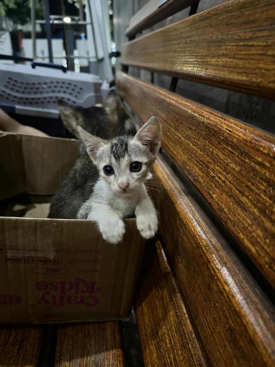 Kittens abandoned in a box on a rainy night need fosters — Mumbai
