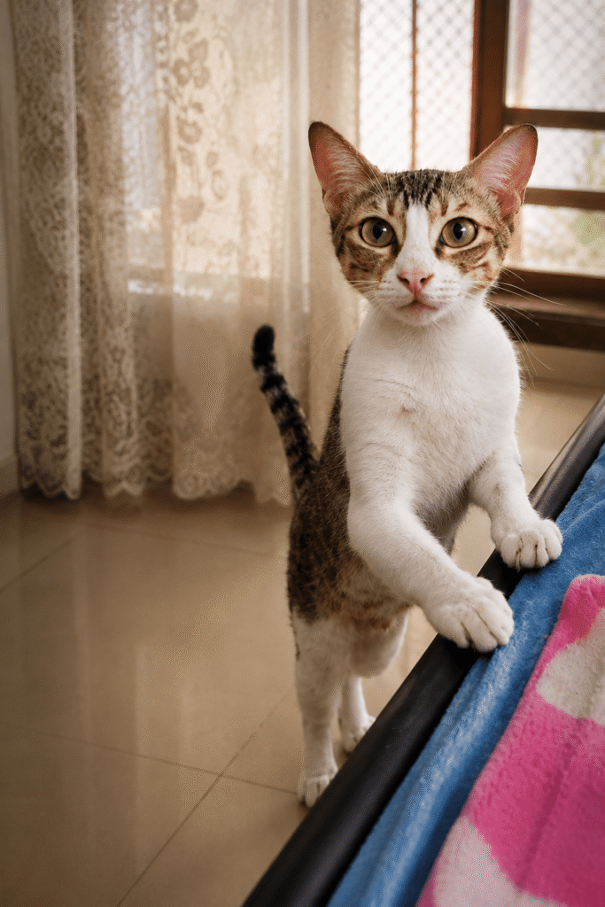 Tara, an adult female street cat recovered after rescue in Kharghar, Navi Mumbai