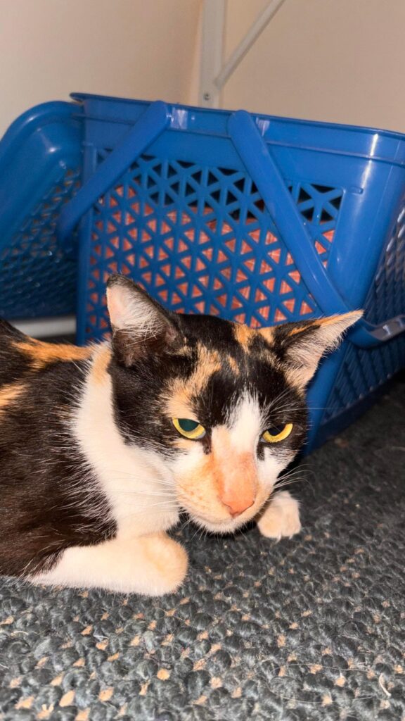 Help us get this cutie adopted (bangalore) - pet in Bengaluru