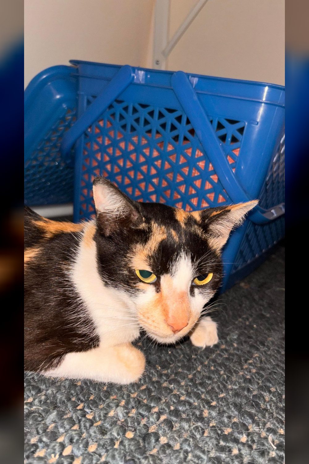 A Community Cat Recovering From Spay Surgery Needs an Indoor Home — Bengaluru