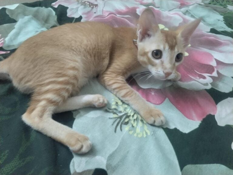 Kittu, a Five-Month-Old Kitten for Adoption, adoptable cat in Ahmedabad