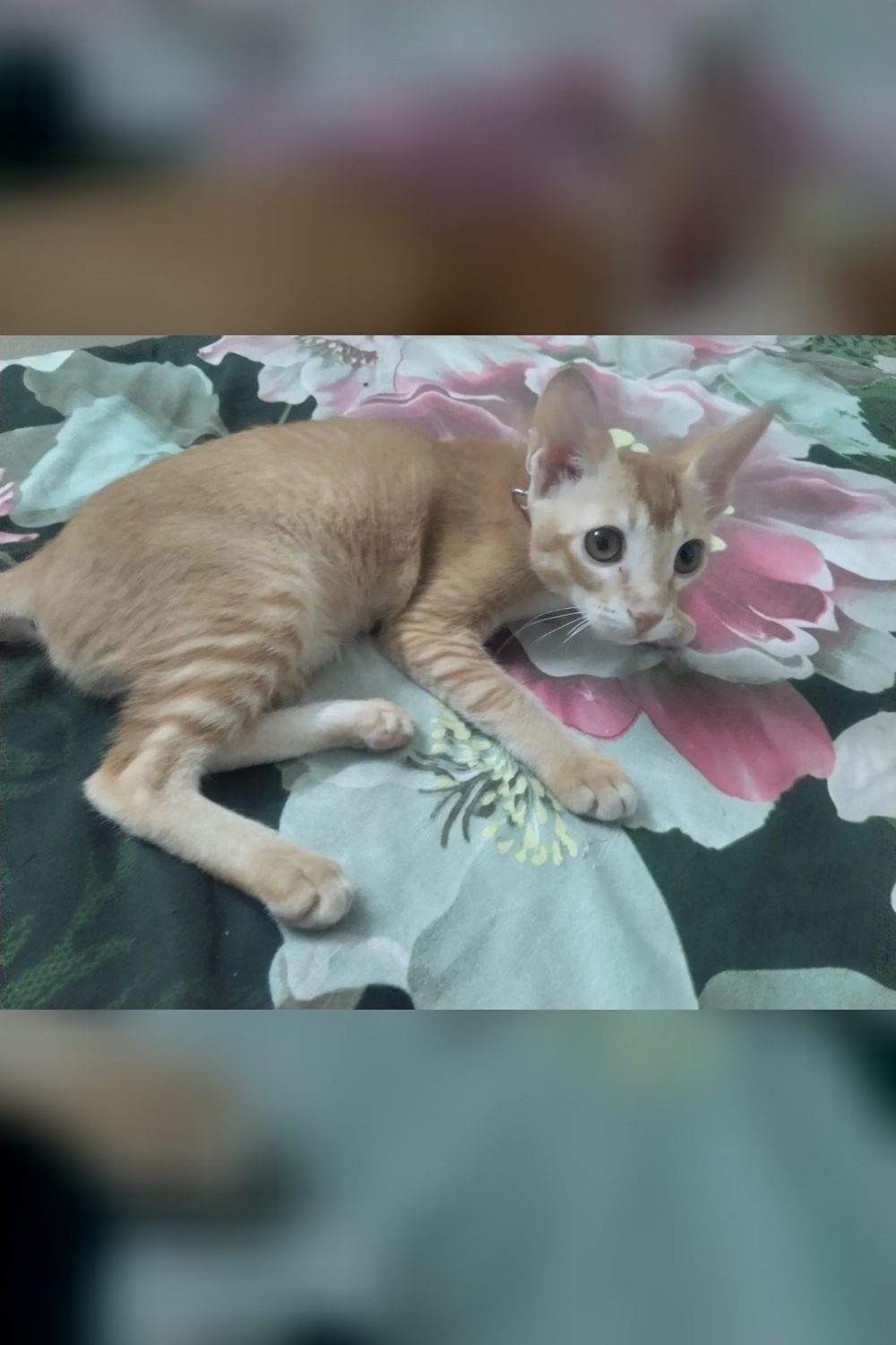 Kittu, a Five-Month-Old Kitten for Adoption — Ahmedabad