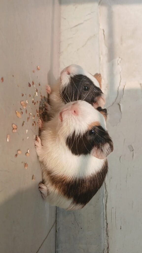 Two guinea pigs in Ghaziabad needing a new home