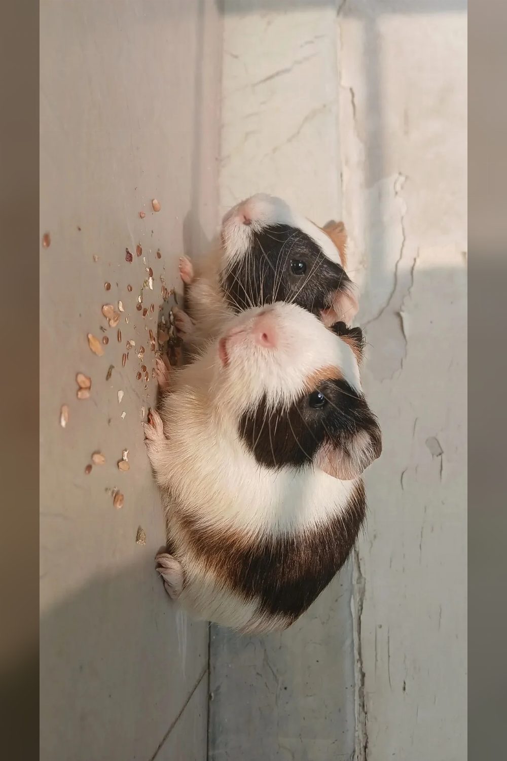 Two Guinea Pigs Need a New Home — Delhi NCR