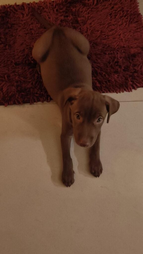 Coco, a brown indie puppy, standing on a tiled floor beside a maroon rug in Mayur Vihar, Delhi