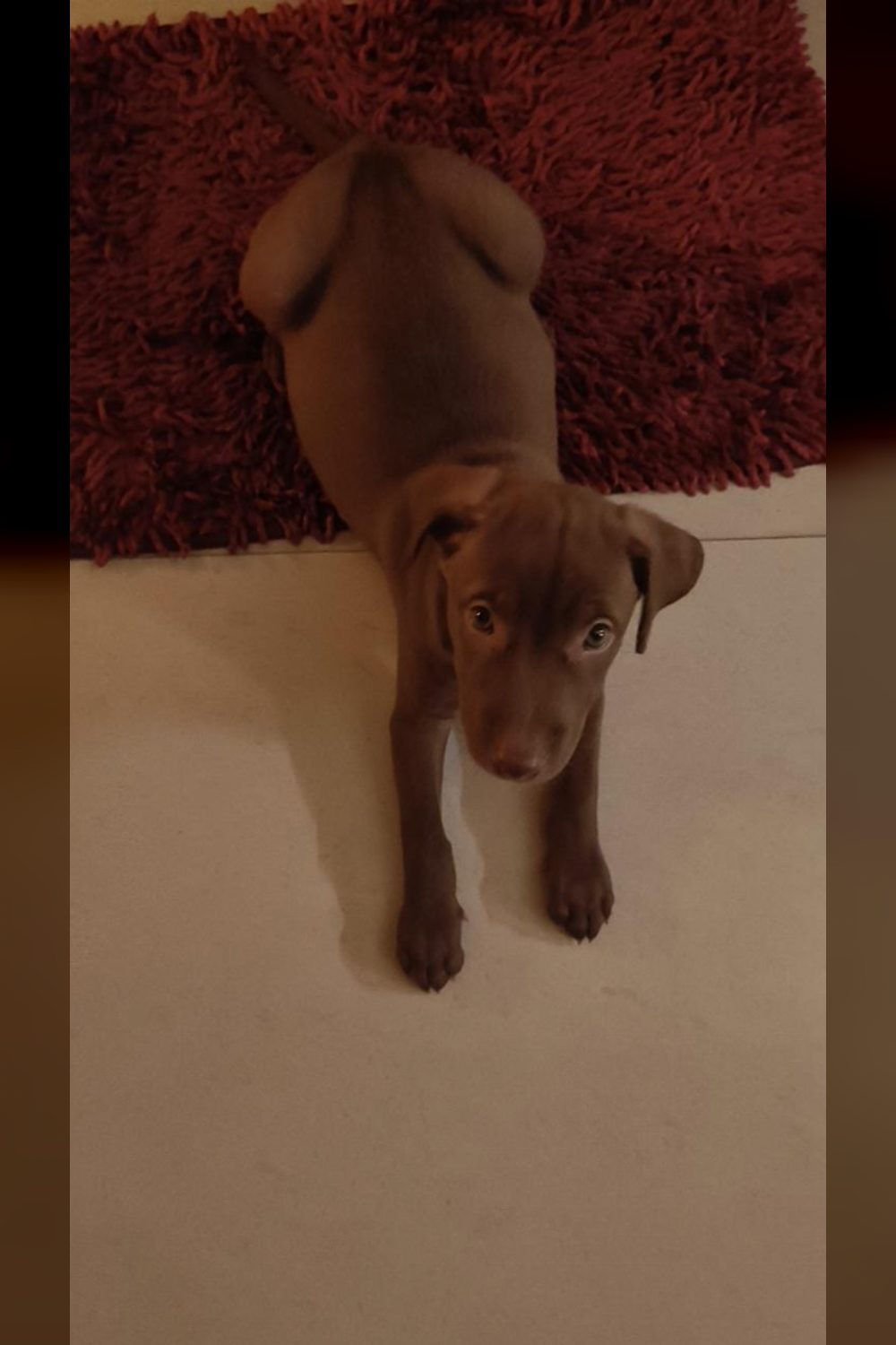 Coco, a two-month-old indie boy in Mayur Vihar, is vaccinated and dewormed — Delhi NCR