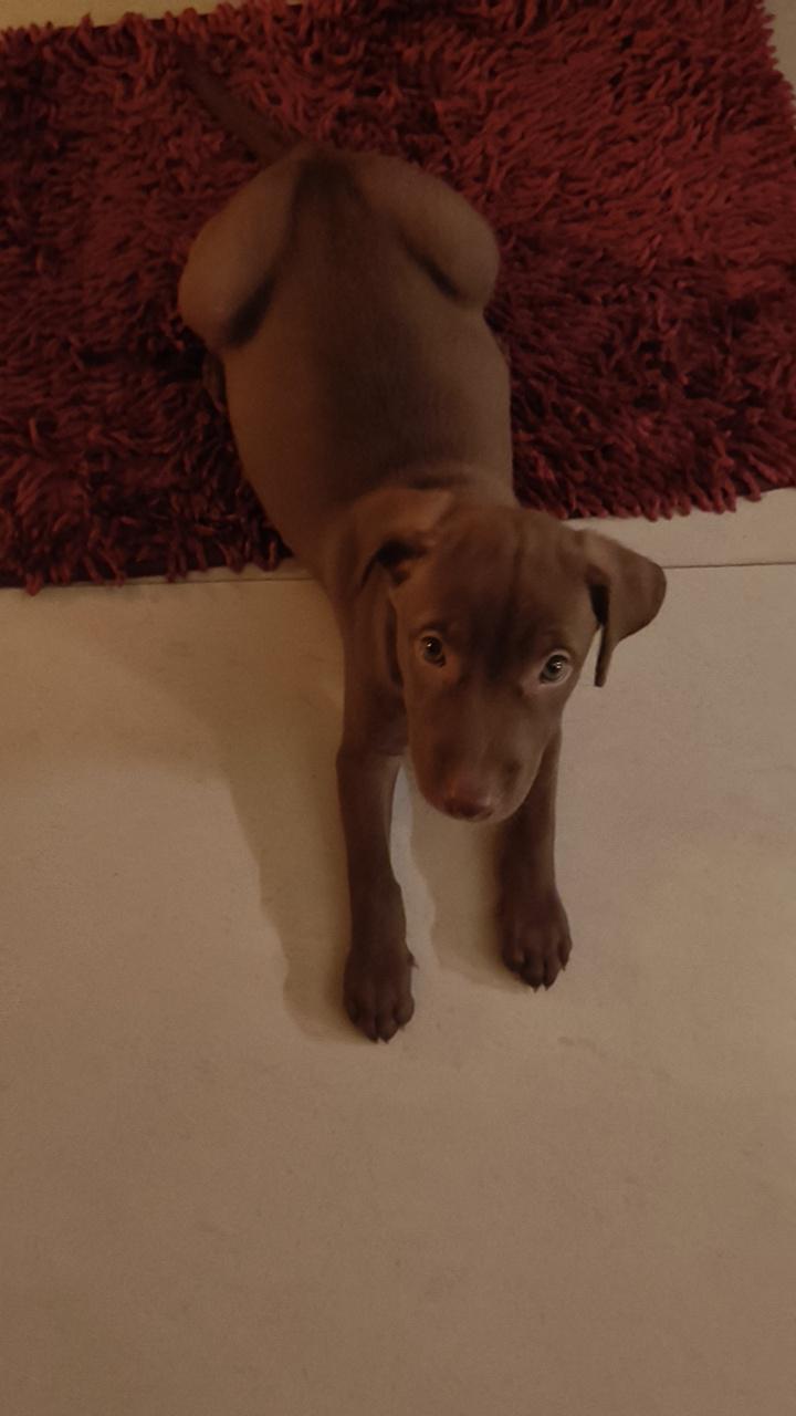 Coco, a two-month-old indie boy in Mayur Vihar, is vaccinated and dewormed — Delhi NCR