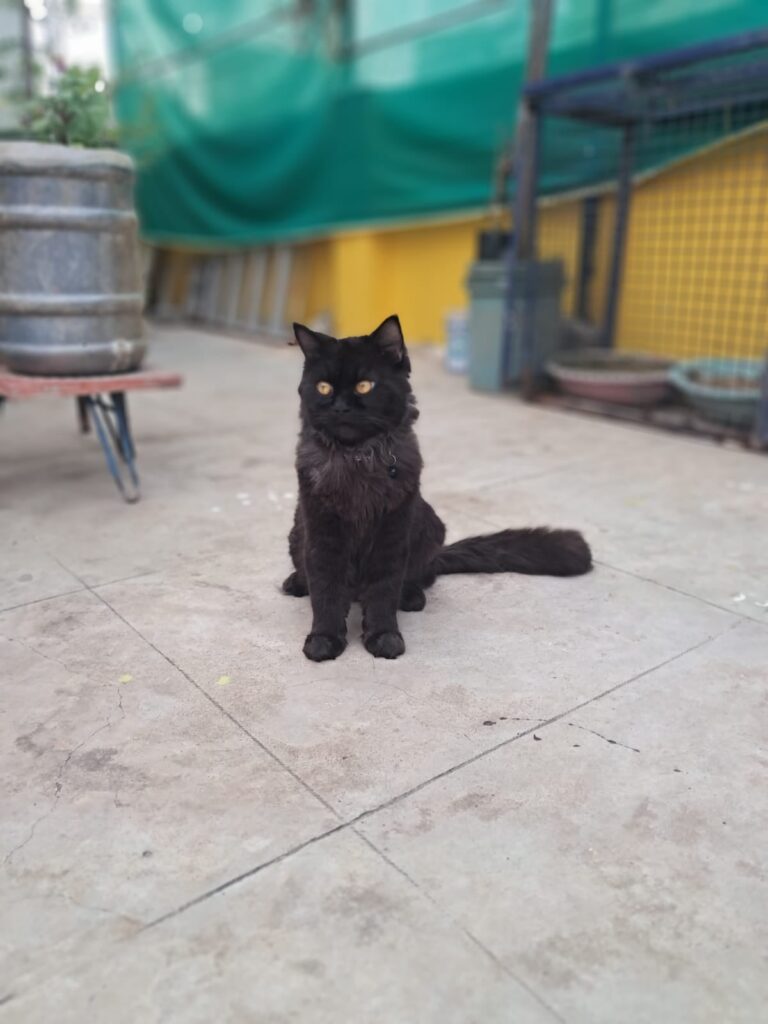 Flash, a black Persian cat, sitting upright and looking at the camera