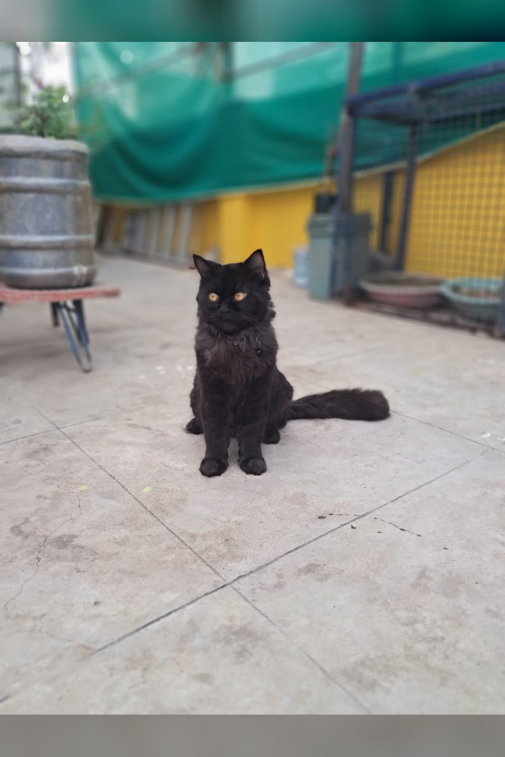 Flash, a One-Year-Old Persian, Needs a Permanent Home — Hyderabad