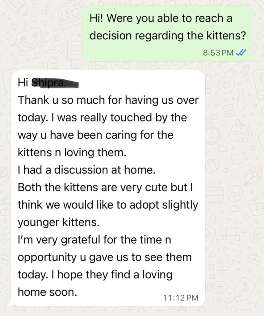 Two orphaned kittens, hand-raised from newborns, in Delhi NCR
