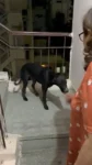 Found Dog, Munirka DDA Flats in Delhi NCR