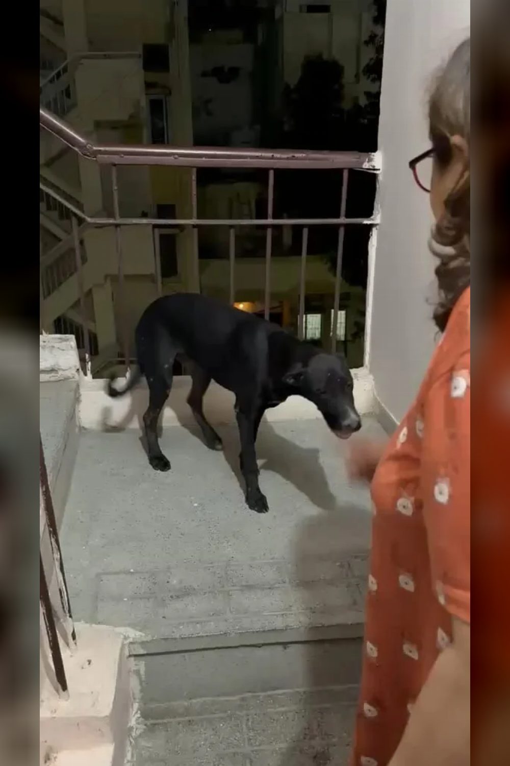 Found Dog — Munirka DDA Flats — Delhi NCR