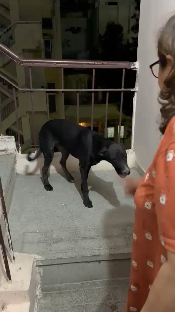 Dog found in Munirka DDA Flats, South Delhi, waiting to be reunited with its owner