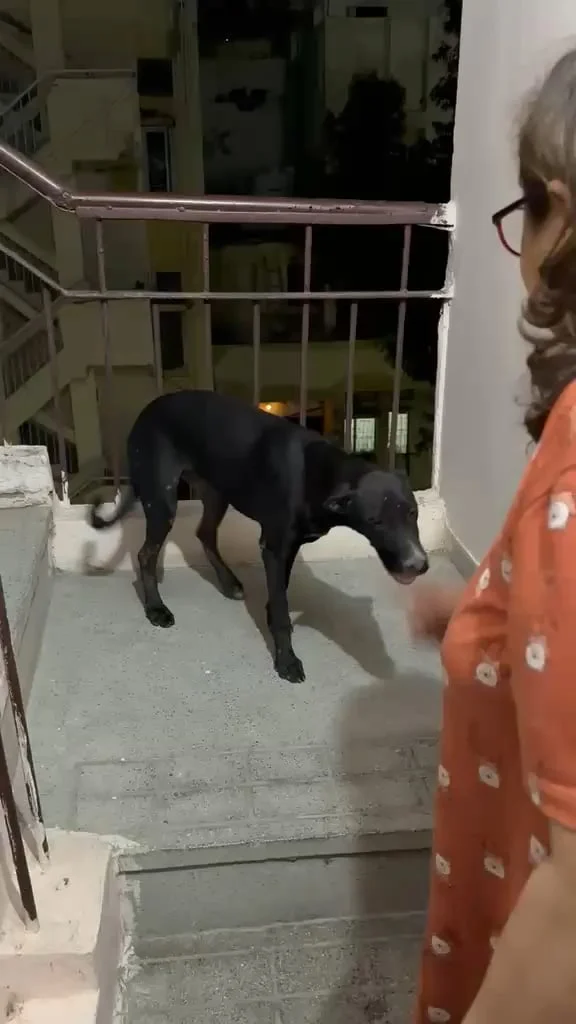 Dog found in Munirka DDA Flats, South Delhi, waiting to be reunited with its owner